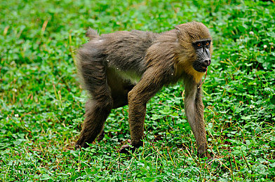 草莓视频成人色：“草莓视频传播色情内容引发关注，网络监管警钟长鸣，专项整治行动展开”-2