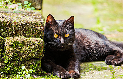 猫小吉末班地铁密码,末班地铁传奇：猫小吉密码大揭秘-2