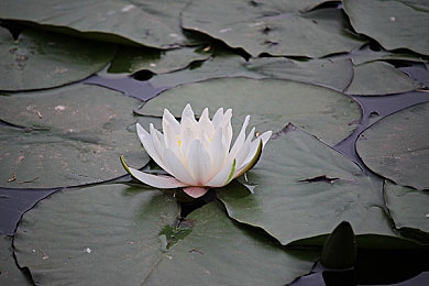 免费果冻传媒2021视频,数字内容争议加剧 创作者生存困境待解-3