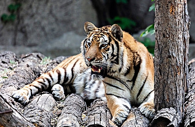 大众进口suv有哪几款车型,大众SUV矩阵新篇，多款车型领跑市场潮流-2