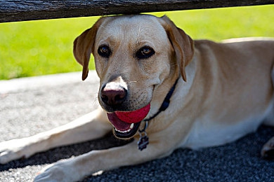 色情应用下载,网络毒瘤亟待根除，青少年护航行动势在必行-4